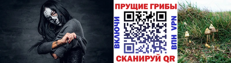 Псилоцибиновые грибы Cubensis  KRAKEN сайт  Железноводск 